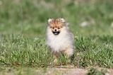 SPITZ ALLEMAND 260